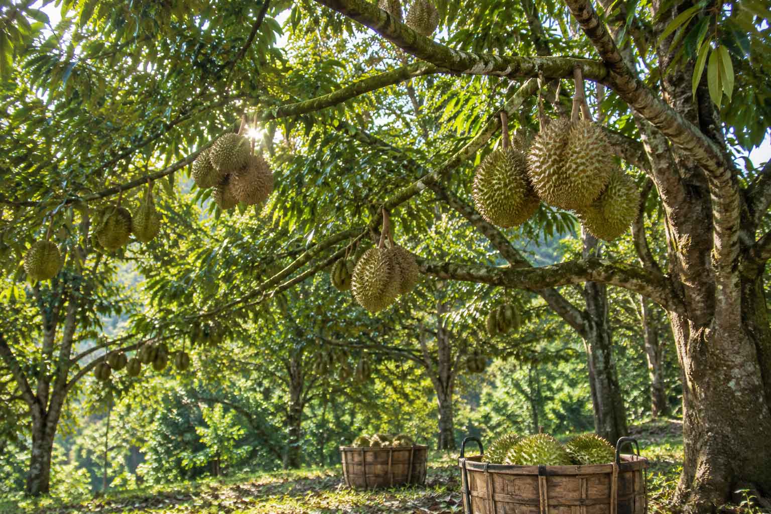 Durian orchard in Bekok Segamat with fresh harvest